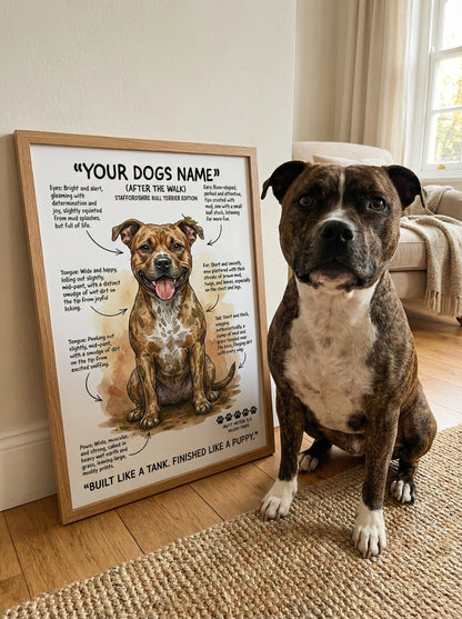 Staffordshire Bull Terrier - "After The Walk" Personalised Print